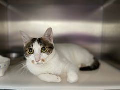 -创凡宠物医院·骨专科  猫科中心(西乡分院)