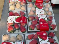 -喜杨洋草莓采摘园