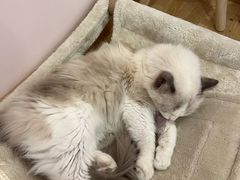 -猫咪派对(江南西店)