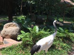 -广州长隆野生动物世界