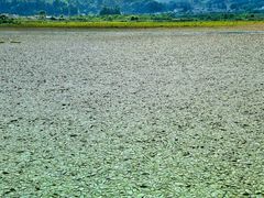 -腾冲北海湿地