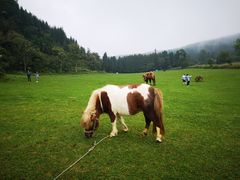 -武陵山森林公园