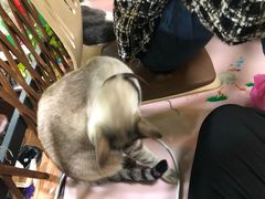 -李小姐の猫咖啡馆(五角场店)