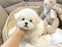 -萌宠之家·腊肠犬·马尔泰·小体犬舍
