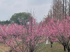 -广富林郊野公园
