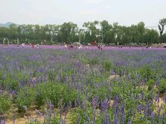 android_upload_pic-北京东方普罗旺斯薰衣草庄园