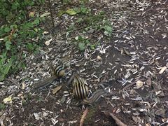 -五营红松林海景区