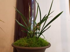 -金陵花卉交易市场