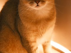 -COLOR PETS 撸猫馆·购猫·猫咖(长风大悦城店)