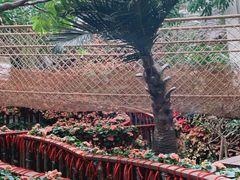 -正佳雨林生态植物园