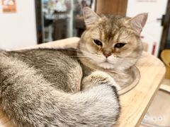 -有喵·猫咖·狗咖·40+猫狗有小奶狗(岗厦店)