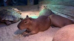 -Zoolung Zoolung动物主题公园(海信广场店)