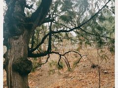 -香山公园