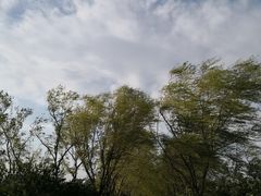 -大兴滨河森林公园