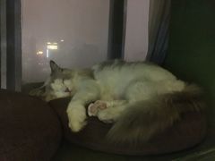 -猫猫幼稚园·撸猫·桌游·电玩