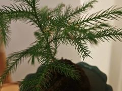 -瑶舍头疗·瑶浴·芳香热石SPA(五洲国际店)