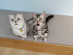 -喵宠乐园·撸猫互动·猫舍