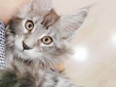 -十年猫舍·猫咪专门店(普陀店)