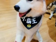 -Husky Go! 哈士奇体验馆·宠物咖啡厅狗咖