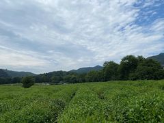 -中国茶叶博物馆(双峰馆区)