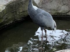-燕塞湖鸟语林景区