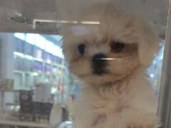 -翊宠yipet猫狗购宠庄园犬舍•猫舍