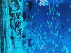 -亚特兰蒂斯•OSSIANO奥西亚诺海底餐厅