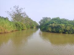 -大湾区中央湿地公园