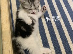 -宠爱国际动物医院· 猫科· 外科·中兽医(长白店)