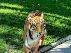 -北京野生动物园