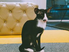 -米宠家·撸猫猫咖小萌宠·猫咪洗澡·猫咪寄养(高新大都荟店)