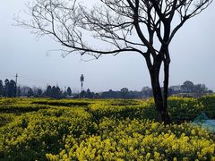 -三圣花乡旅游区