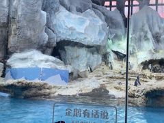 -帝企鹅自助餐厅•儿童岛•真企鹅(长隆企鹅酒店)