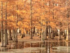 -白鹭湾湿地公园