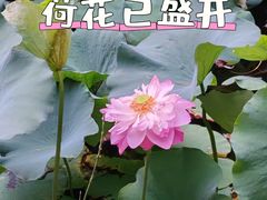 -叶家花园