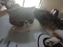 -李小姐の猫咖啡馆(五角场店)