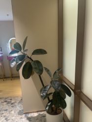 点击看大图 -北京漾格医疗美容医院