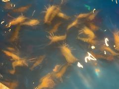 -钳真多钓虾馆·小龙虾海鲜烧烤(九六广场店)