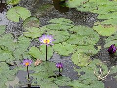 -中国科学院西双版纳热带植物园