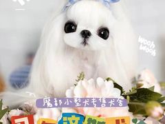 -萌宠之家·腊肠犬·马尔泰·小体犬舍