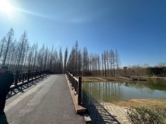 -黄海国家森林公园