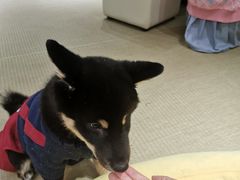 -逗柴咖啡屋·狗咖猫咖宠物桌游