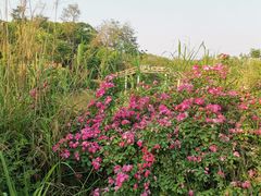 -白鹭湾湿地公园