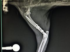 -睿金宠物医院·CT·肿瘤·骨外科
