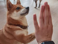 -柴犬高等学院·狗咖·柴犬售卖·宠物训练
