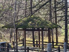 -五营红松林海景区