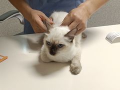 -谐和贝康宠物医院24小时·宠保定点(急重症转诊中心)