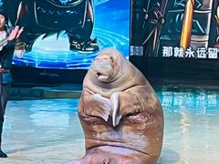 -哈尔滨波塞冬海底世界