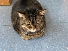 -伟伟宠物医院·瑞派猫友好医院·猫科(光谷店)