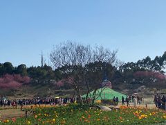 -秀丽东方
